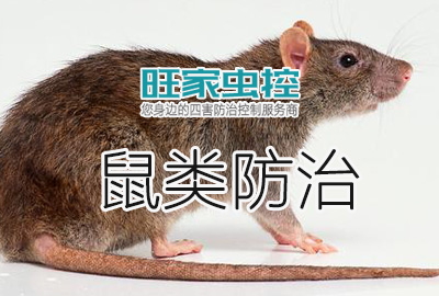 郴州老鼠防治服务
