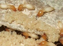 怎么有效的灭白蚁？